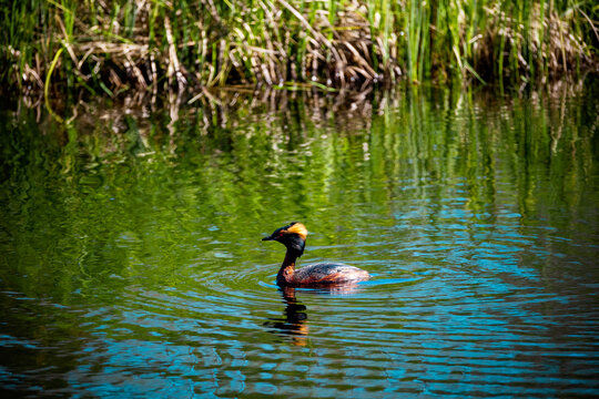 Horned grebe on the water