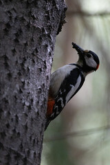 woodpecker on tree