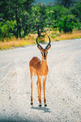 impala in the wild