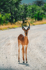 impala in the wild