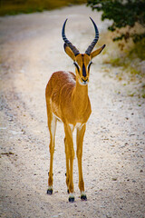 impala in the wild