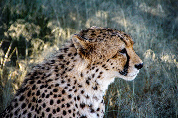 cheetah on the ground