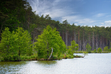 Krajobraz naturalny nad jeziorem, lato z niebieskim niebem z białymi chmurami, Polska
