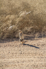 South African ground squirrel