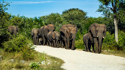 Obraz premium elephants