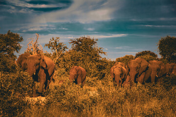 elephants
