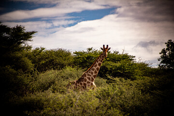 giraffe in the wild