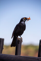 pale-winged starling