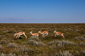 springbuck