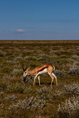 springbok in the wild