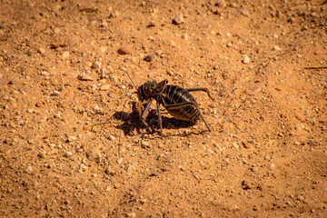 cricket on the ground