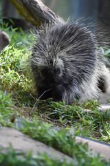 Porcupine Playing with a Small Wooden Twig