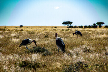 marabou stork