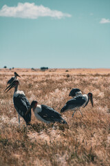 marabou stork