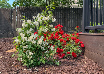 White Mockorange Shrub And Red Ground Rose In Bloom In Home Landscape