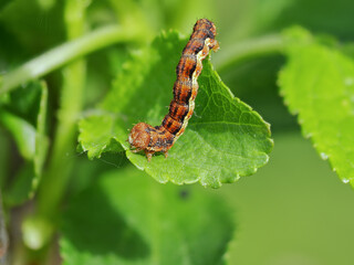 caterpillar on a leaf