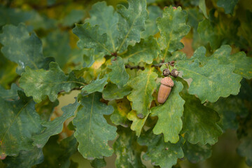 Ripening acorns on the branches of oak in the forest. Young and large oak acorns and leaves on a green background. Early autumn beginning. Selective focus