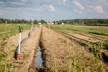 Rows of salad of seedlings. Plantation of organic vegetables in a field with an automatic irrigation watering system of irrigation.