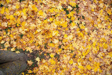 The view from above on the trunk of a tree and on bright autumn maple leaves lies on the ground. Autumn concept