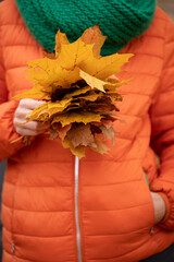 Closeup of woman's hands holding beautiful bunch of bright autumn maple tree leaves in the park.