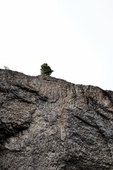 Tree on a mountain top in a national park