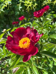 Fototapeta premium red and yellow flower