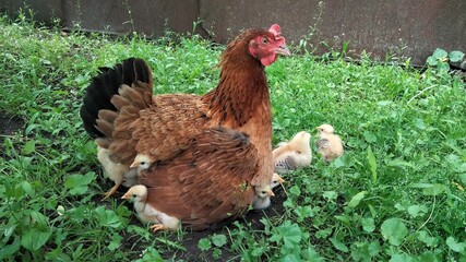Protective mother hen cuddling baby chicks on grass