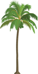 Obraz premium Cartoon Coconut Tree Vector Illustration – Tropical Palm Clip Art for Animation, Island Backgrounds, and Kids Projects