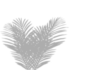 Realistic palm leaf and coconut branch leaves shadow overlay effect on transparent background for tropical summer design