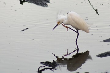 SNOWY EGRET IN WATER