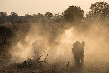 elepohants in the fog
