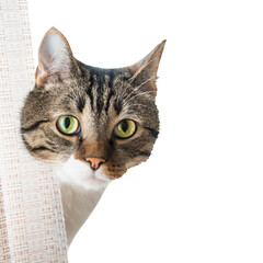Tabby striped curiously looking cat in PNG isolated on transparent background