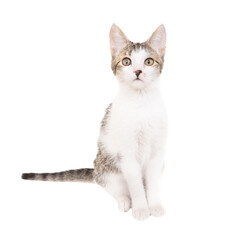 Domestic tabby cat, white kitten in PNG isolated on transparent background