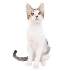 Domestic tabby cat, white kitten in PNG isolated on transparent background