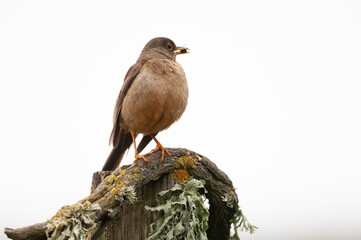 bird on a branch