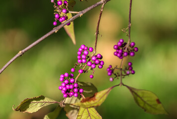 Callicarpa (beautyberry) is a genus of shrubs and small trees in the family Lamiaceae.