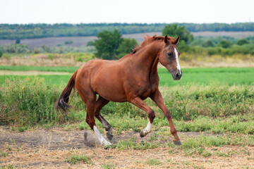 Chestnut horse with white blaze on face galloping on dirt trail through rural landscape. Horse moves dynamically across green grass with trees and distant forest under cloudy summer sky