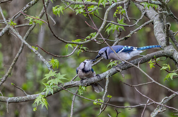 Blue Jays Sharing