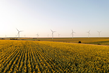 Aerial view bright yellow sunflowers field background of wind turbines at orange sunset in summer. Flies rapidly ahead an endless agricultural field. Windy park