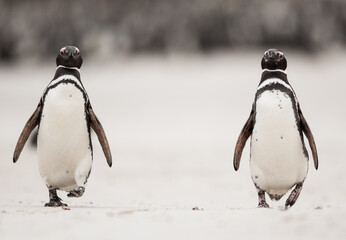 Fototapeta premium Pinguins at the beach