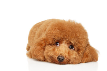Red Poodle Puppy Resting with Curly Calmness