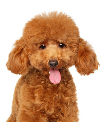 Ginger toy poodle close-up portrait with fluffy ears and open mouth