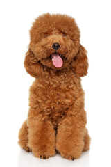 Cheerful curly red poodle puppy sitting with tongue out