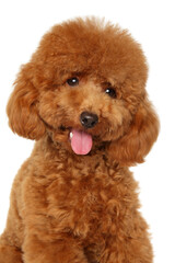 Fluffy redhead poodle puppy portrait with happy expression on white