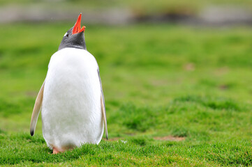penguin in the grass