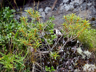 Swamp crimson (Rhododendron felt) (Ledum palustre). General view