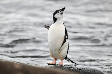 Naklejka premium Pinguins at the beach