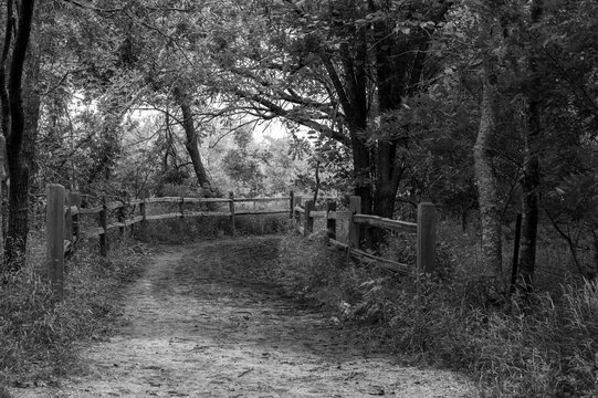 A dirt path with wooden rail fences on both sides curving as it trails off into the distance through the trees in a forest on a sunny day.