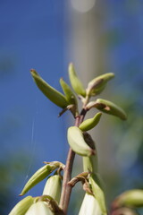 stunning white flowers on palm tree on different scales and with close-ups