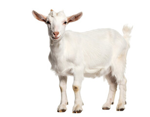 Fototapeta premium Cute cartoon goat, standing, happy expression